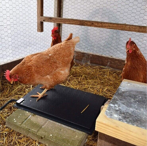 19x13 Inch Heated Chickens Hens Mat for Coops and Nesting Areas